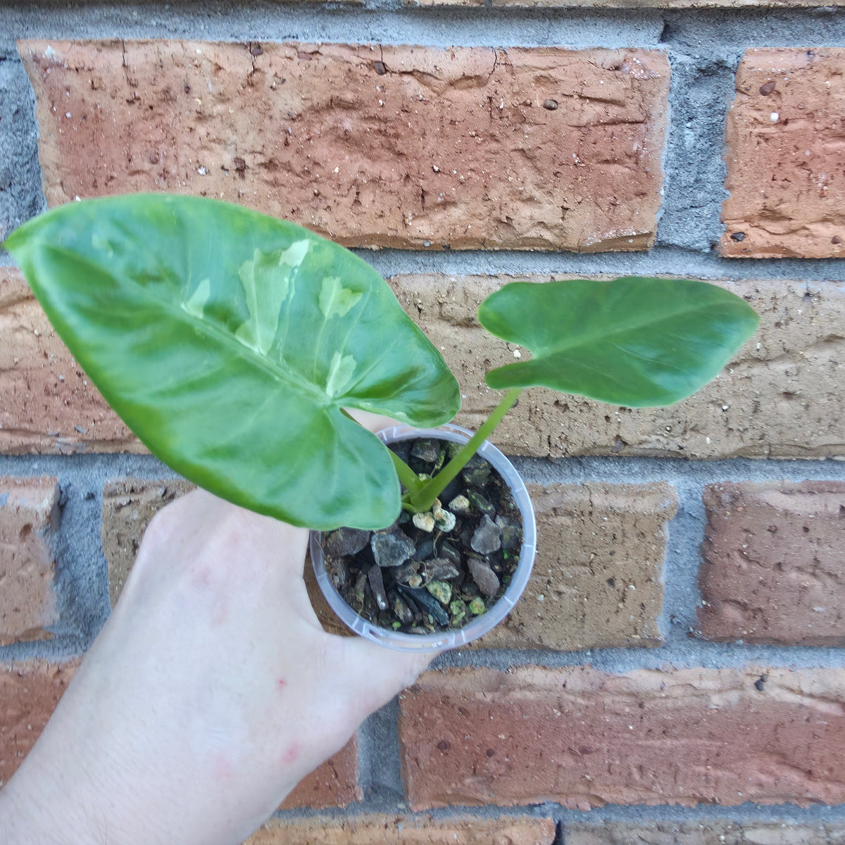 Alocasia Macrorrhiza Variegated