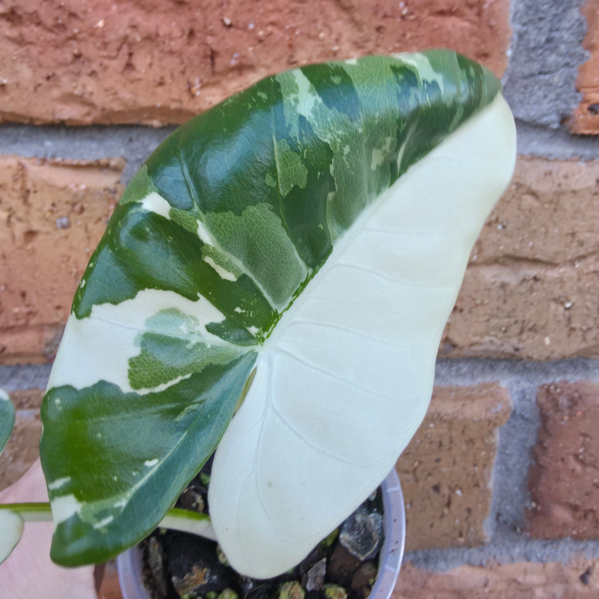 Alocasia Macrorrhiza Variegated