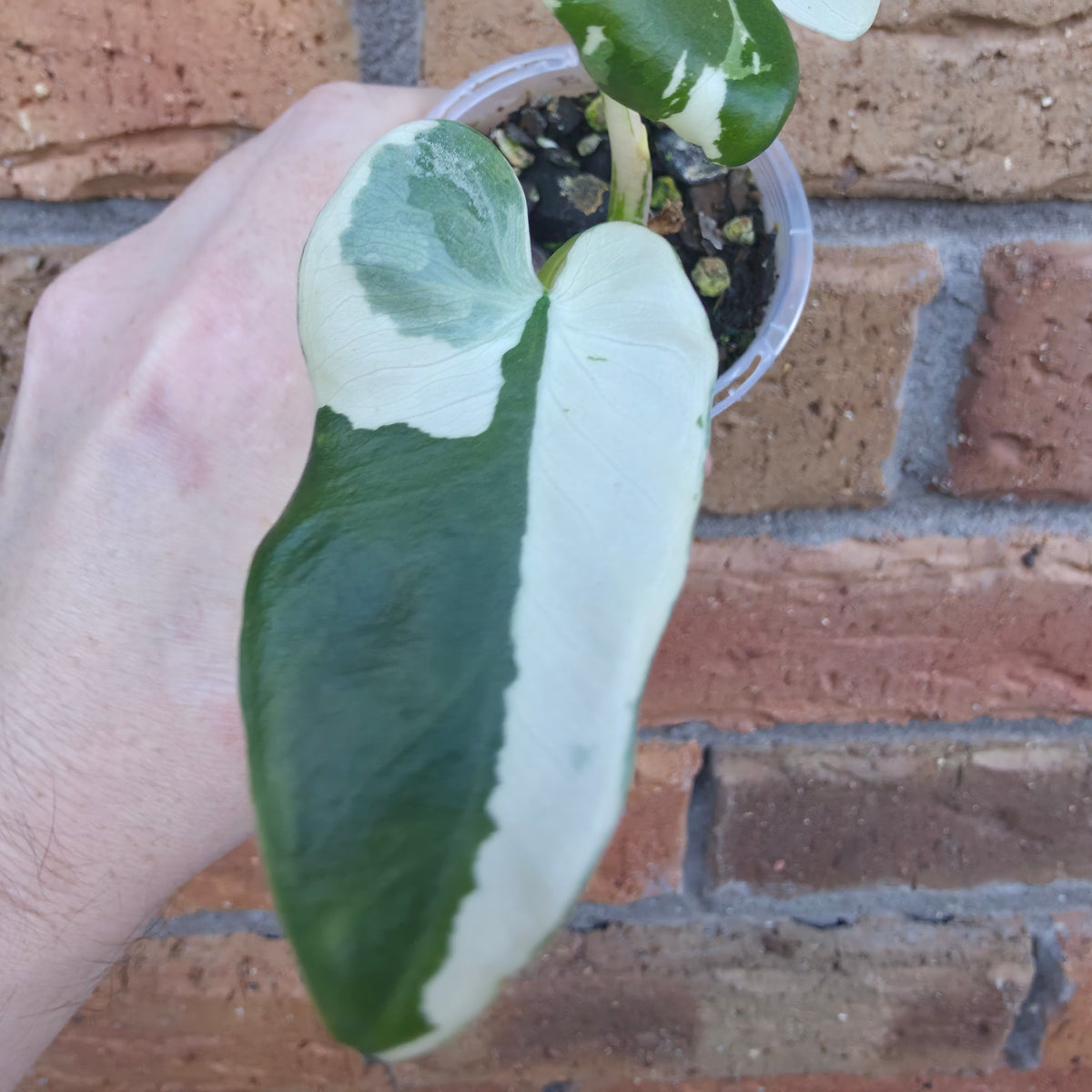 Alocasia Macrorrhiza Variegated