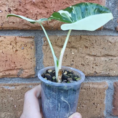 Alocasia Macrorrhiza Variegated