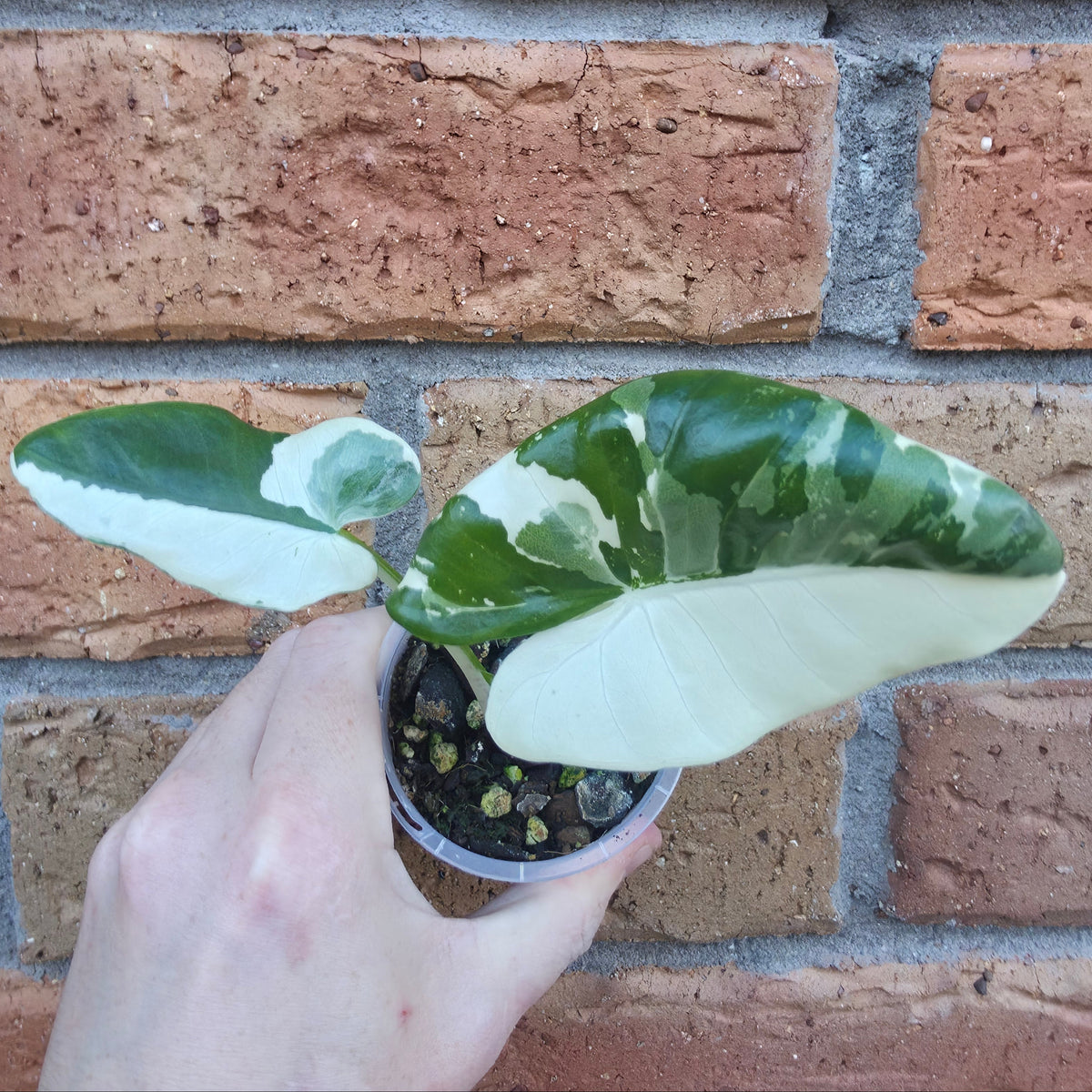 Alocasia Macrorrhiza Variegated