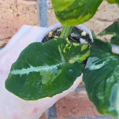 Syngonium Scrambled Eggs