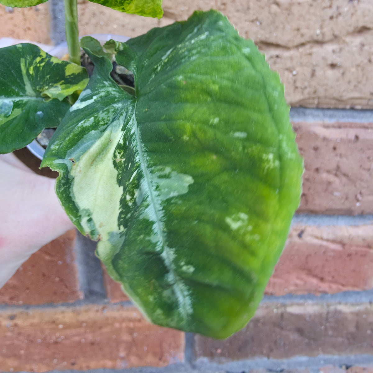 Syngonium Scrambled Eggs