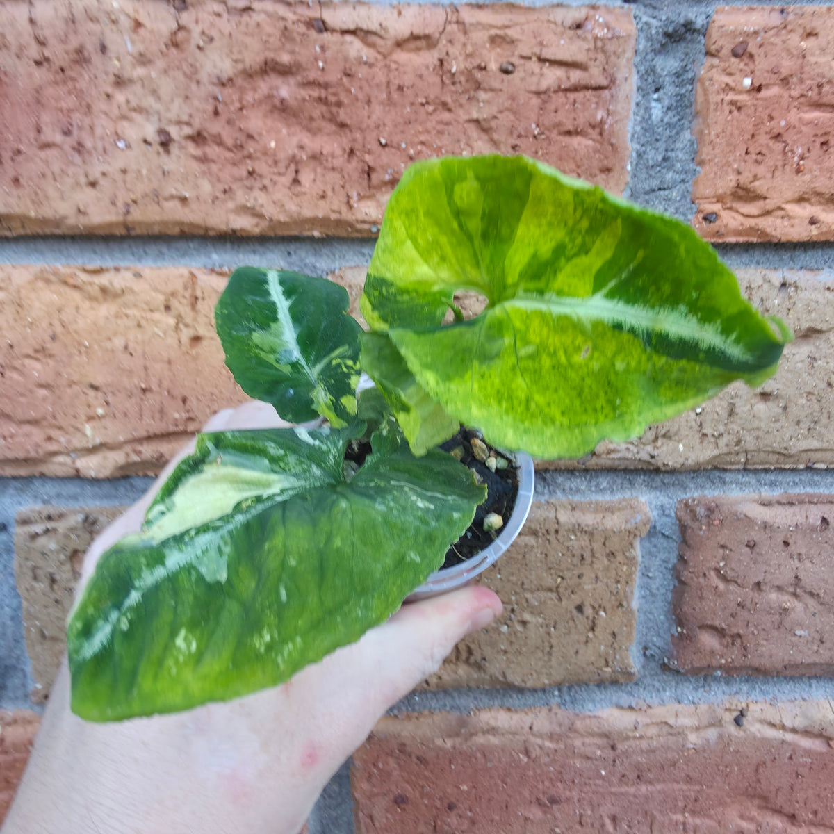 Syngonium Scrambled Eggs