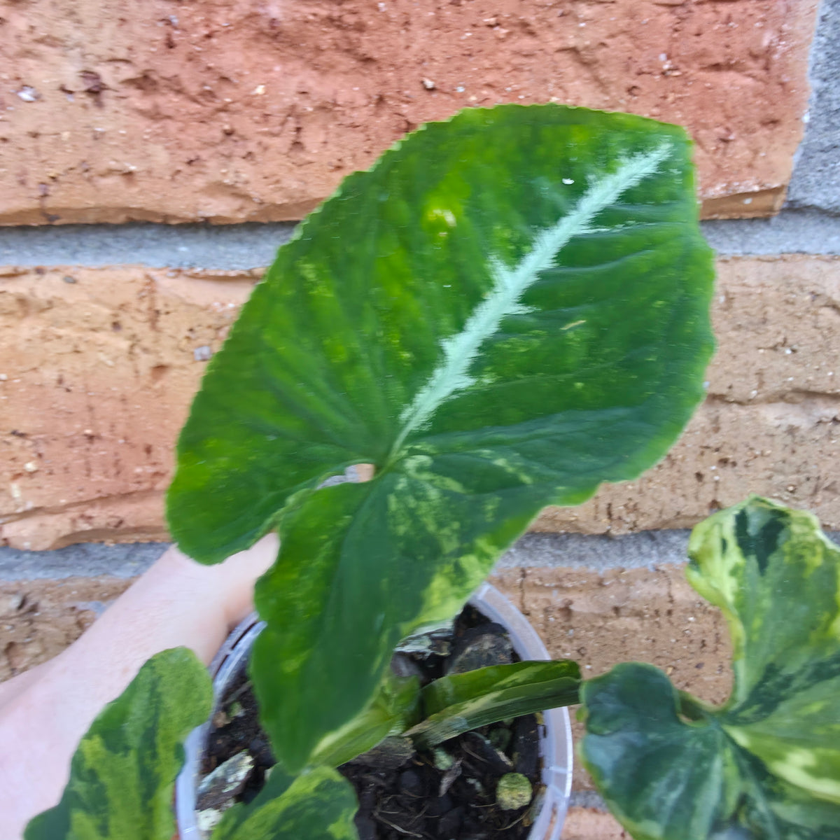 Syngonium Scrambled Eggs