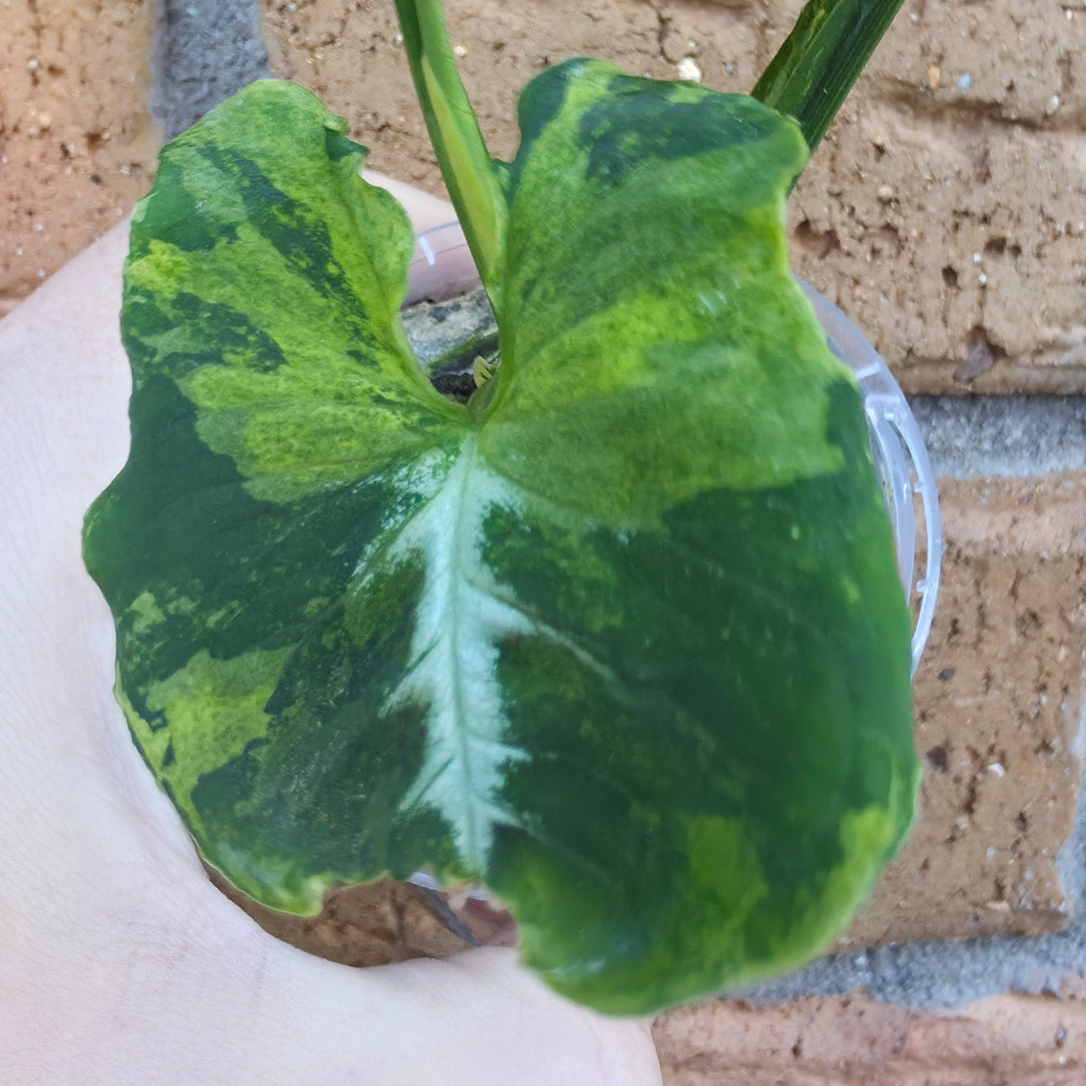Syngonium Scrambled Eggs