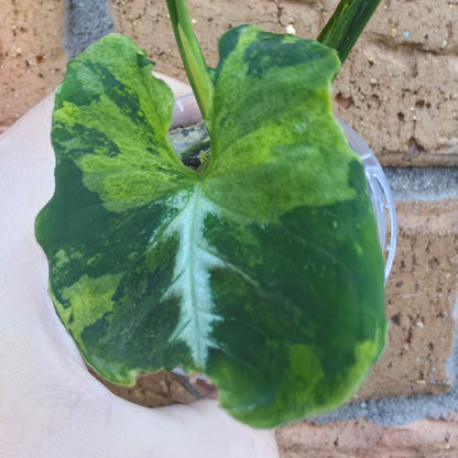 Syngonium Scrambled Eggs