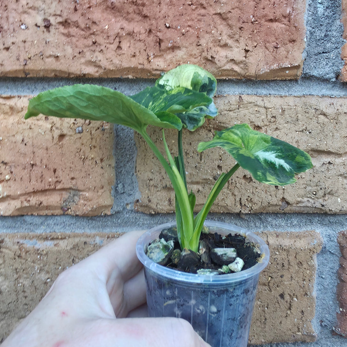 Syngonium Scrambled Eggs