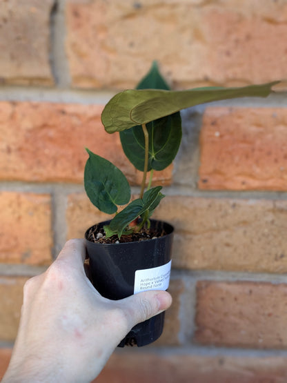 Anthurium Crystallinum Hope X Velvet #ABJ0001