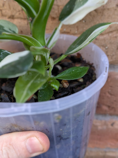 Philodendron White Princess #PW01