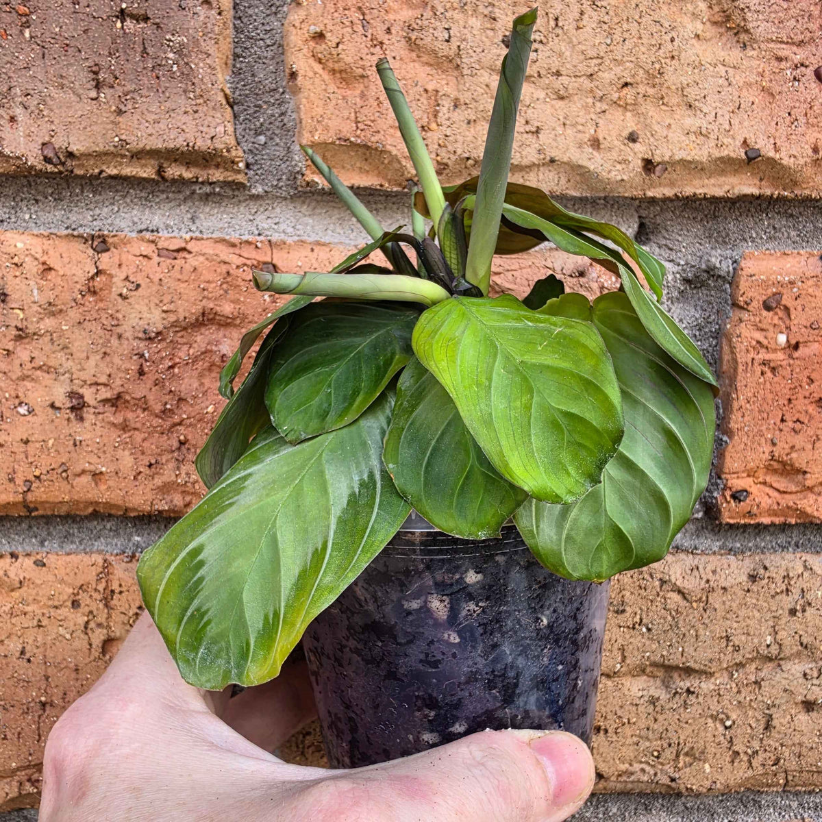 Maranta Silver Band