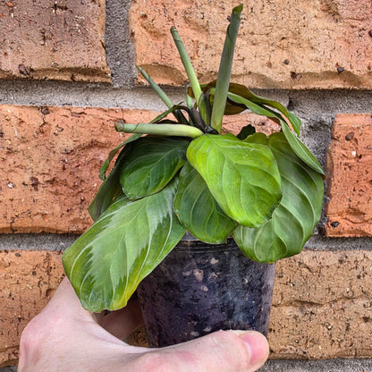 Maranta Silver Band