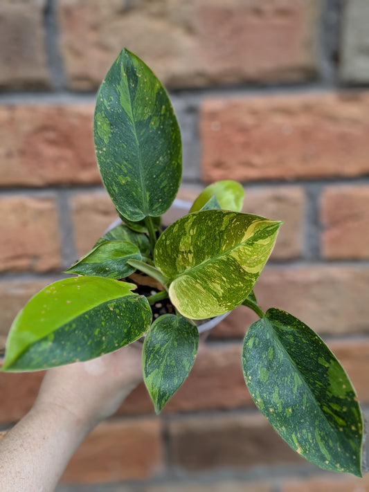 Philodendron Green Congo Variegata (Nuclear) #PY01