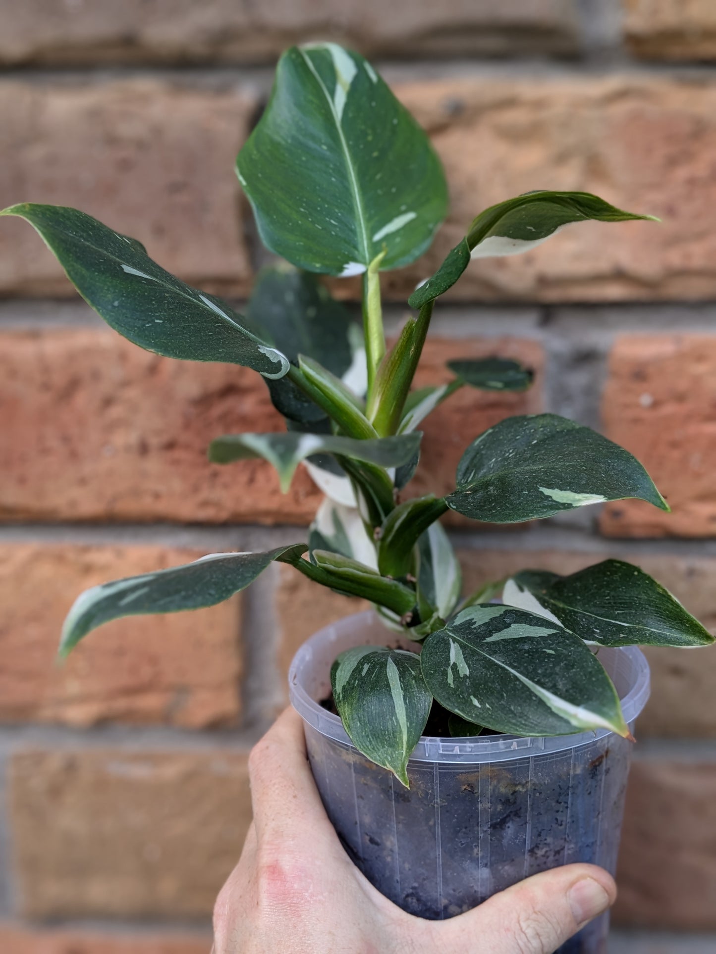 Philodendron White Princess #PW01