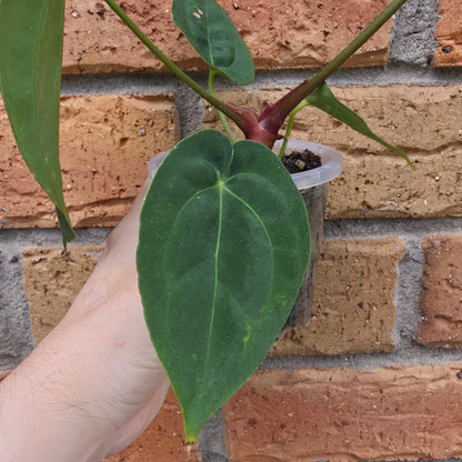 A hand holding a small potted plant with a large green heart-shaped leaf and reddish stem, set against a brick wall background.