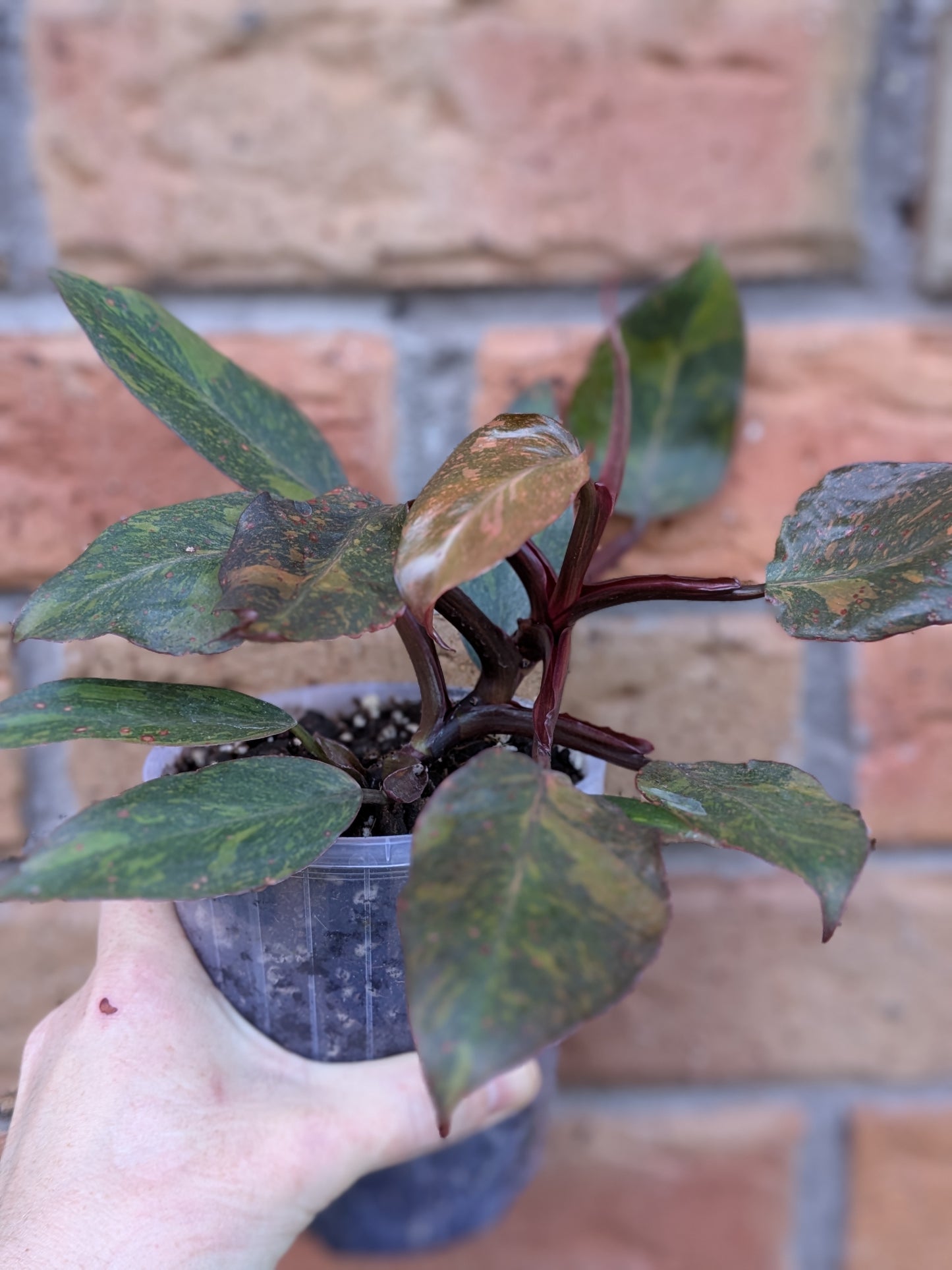 Philodendron Orange Princess #PX01