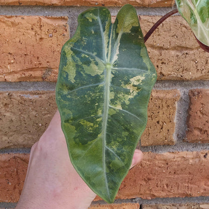 Alocasia Pseudo Sanderiana Pink