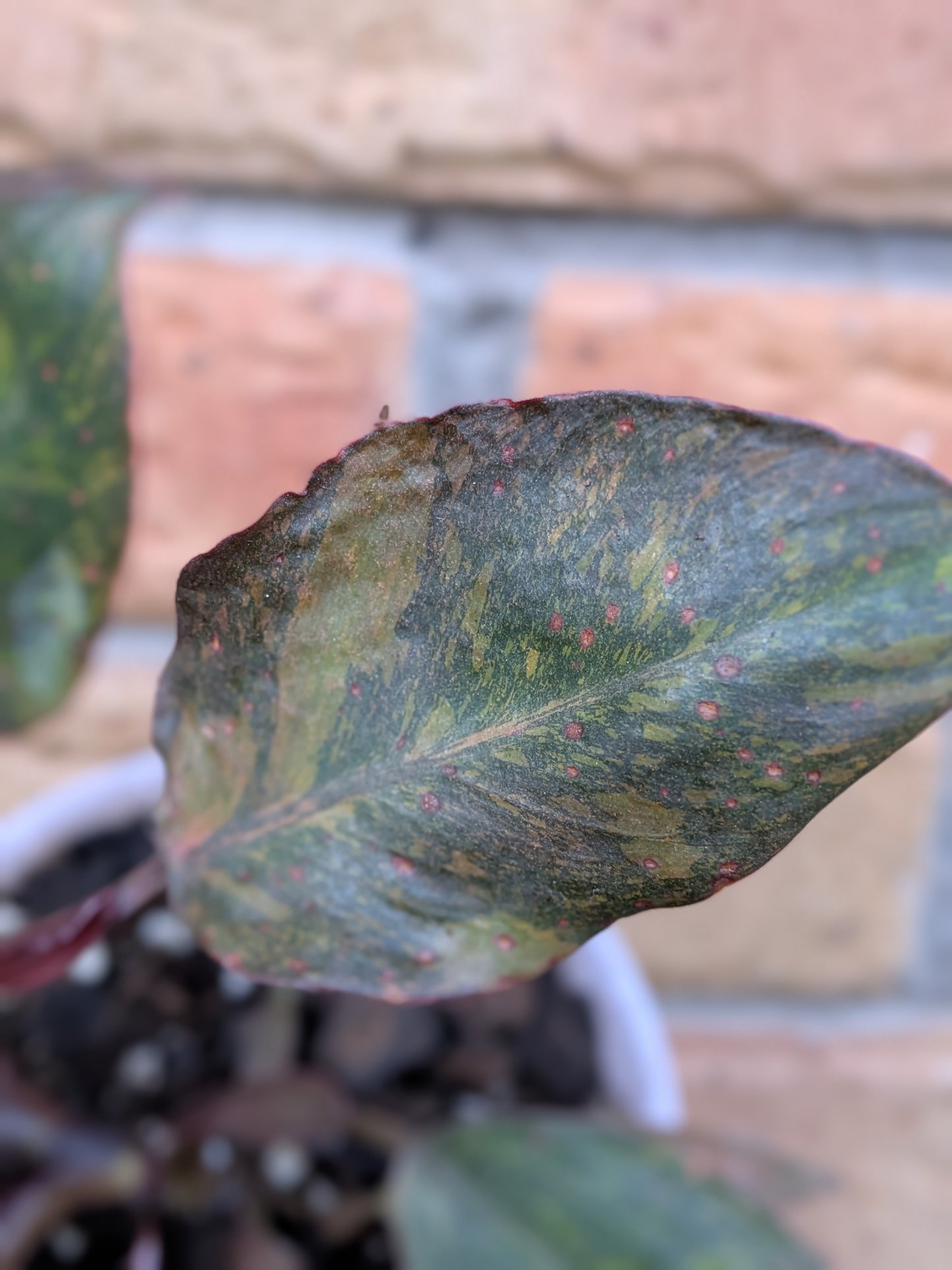 Philodendron Orange Princess #PX01