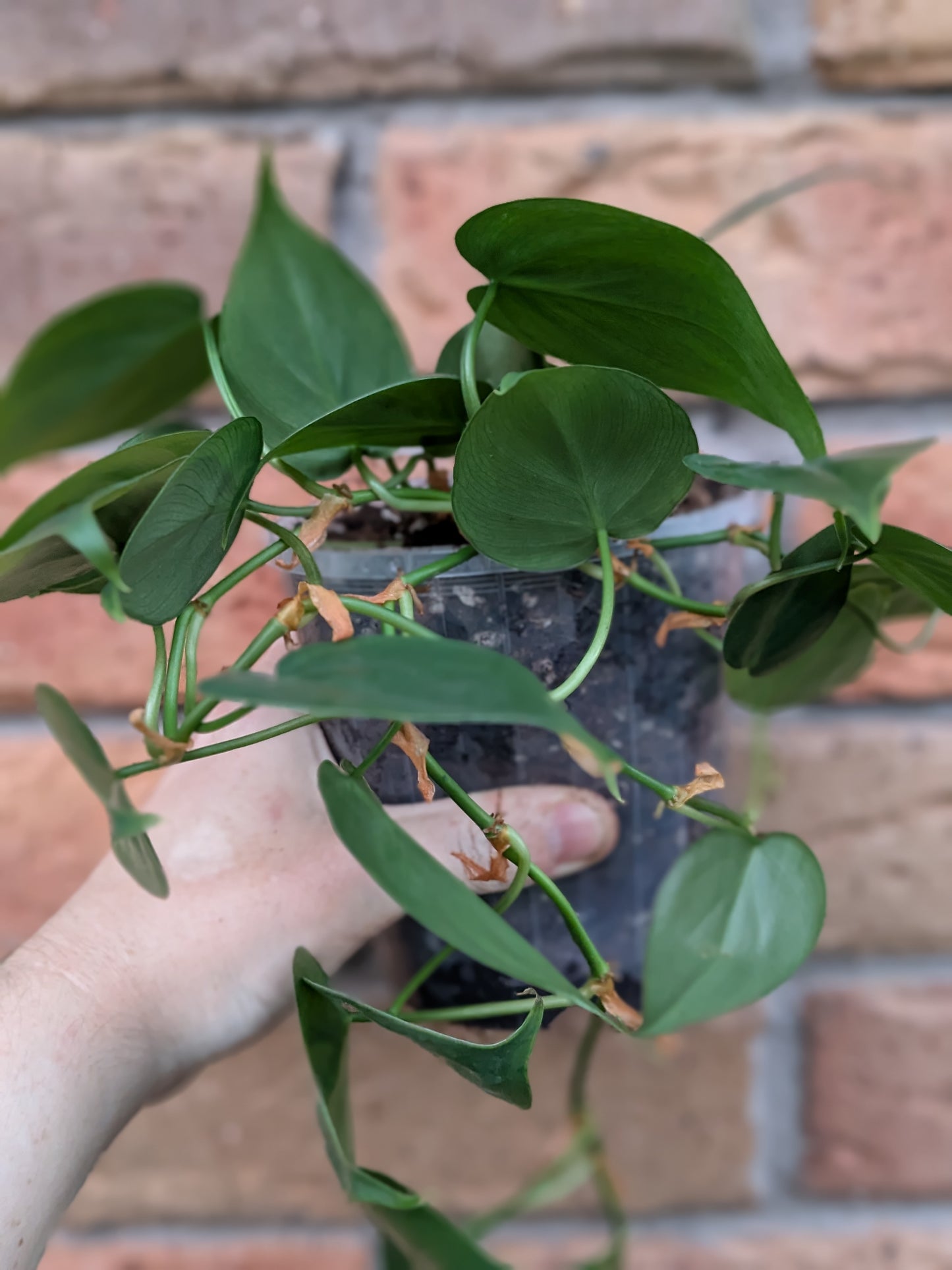 Philodendron Heart Leaf #PH02