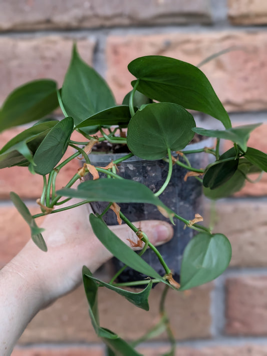 Philodendron Heart Leaf #PH02