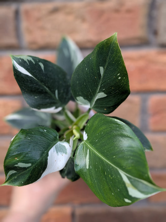Philodendron White Princess #PW01