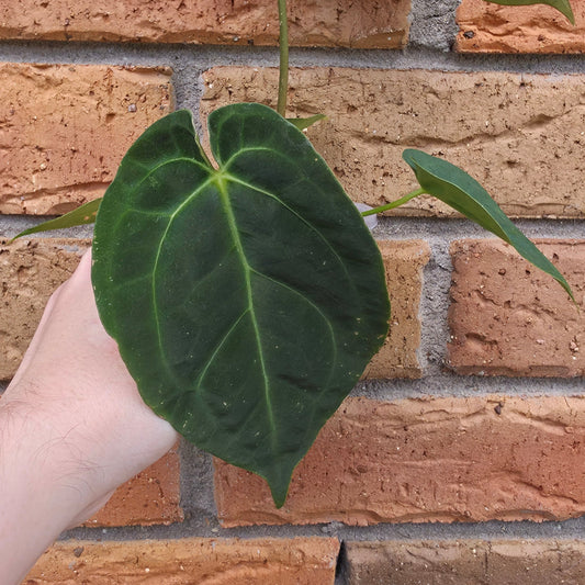 Anthurium Crystallinum 'Hope' x 'Velvet'