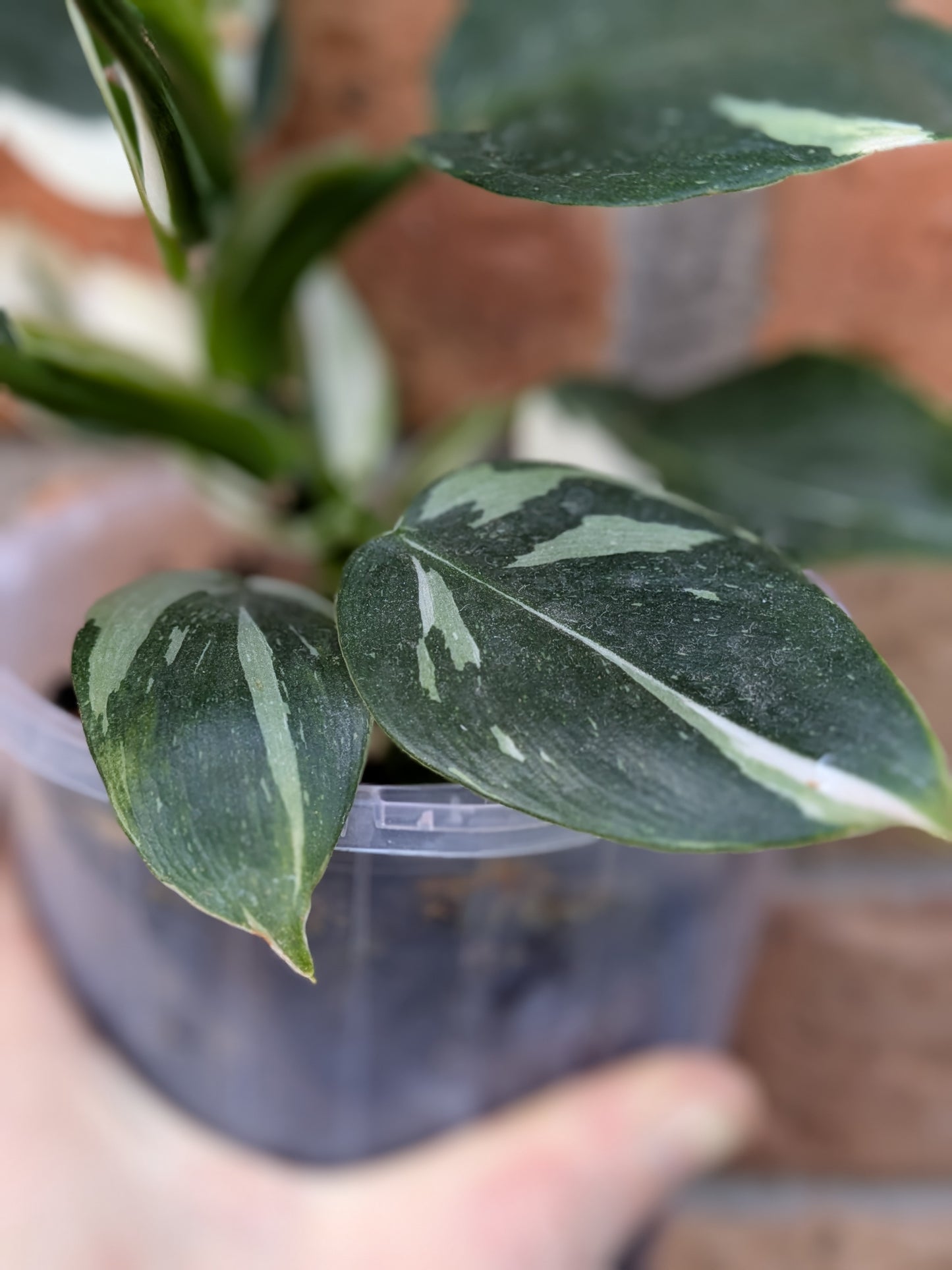 Philodendron White Princess #PW01