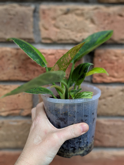 Philodendron Green Congo Variegata (Nuclear) #PY01