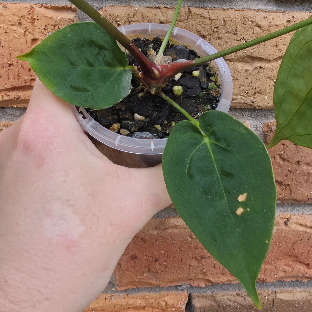 A hand holding a small potted plant with green heart-shaped leaves and a reddish stem, growing in soil inside a clear plastic cup, set against a brick wall background.
