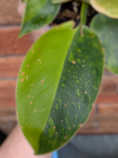 Philodendron Green Congo Variegata (Nuclear) #PY01