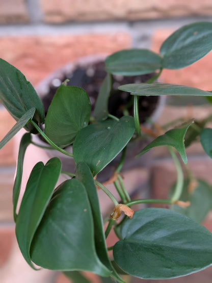 Philodendron Heart Leaf #PH02