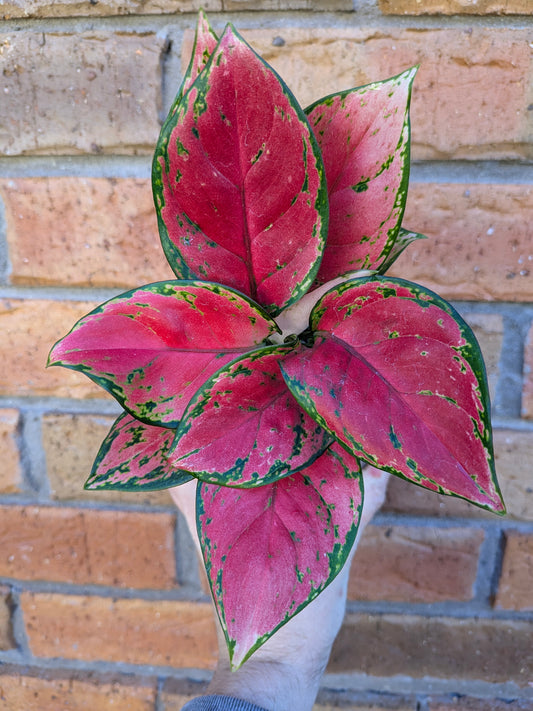 Aglaonema NOID
