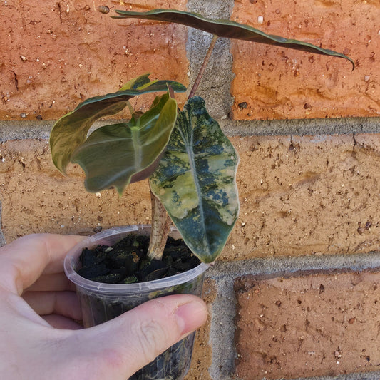 Alocasia Pseudo Sanderiana Aurea