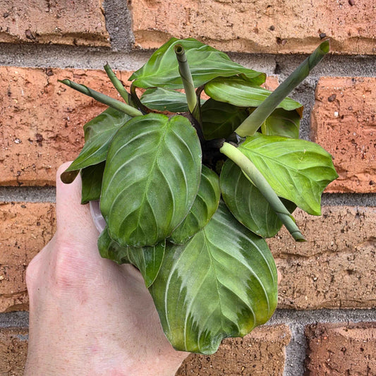 Maranta Silver Band
