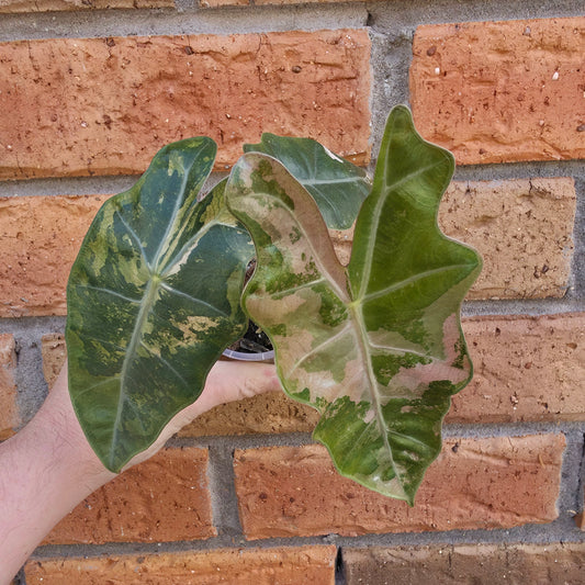 Alocasia Pseudo Sanderiana Pink