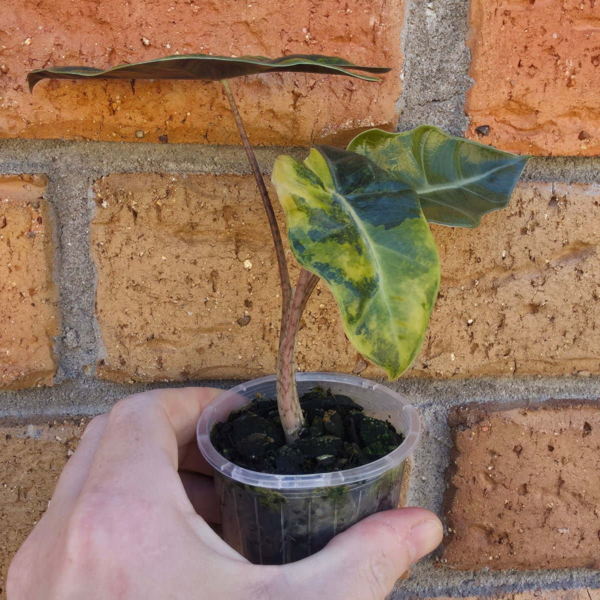 Alocasia Pseudo Sanderiana Aurea