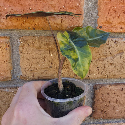 Alocasia Pseudo Sanderiana Aurea