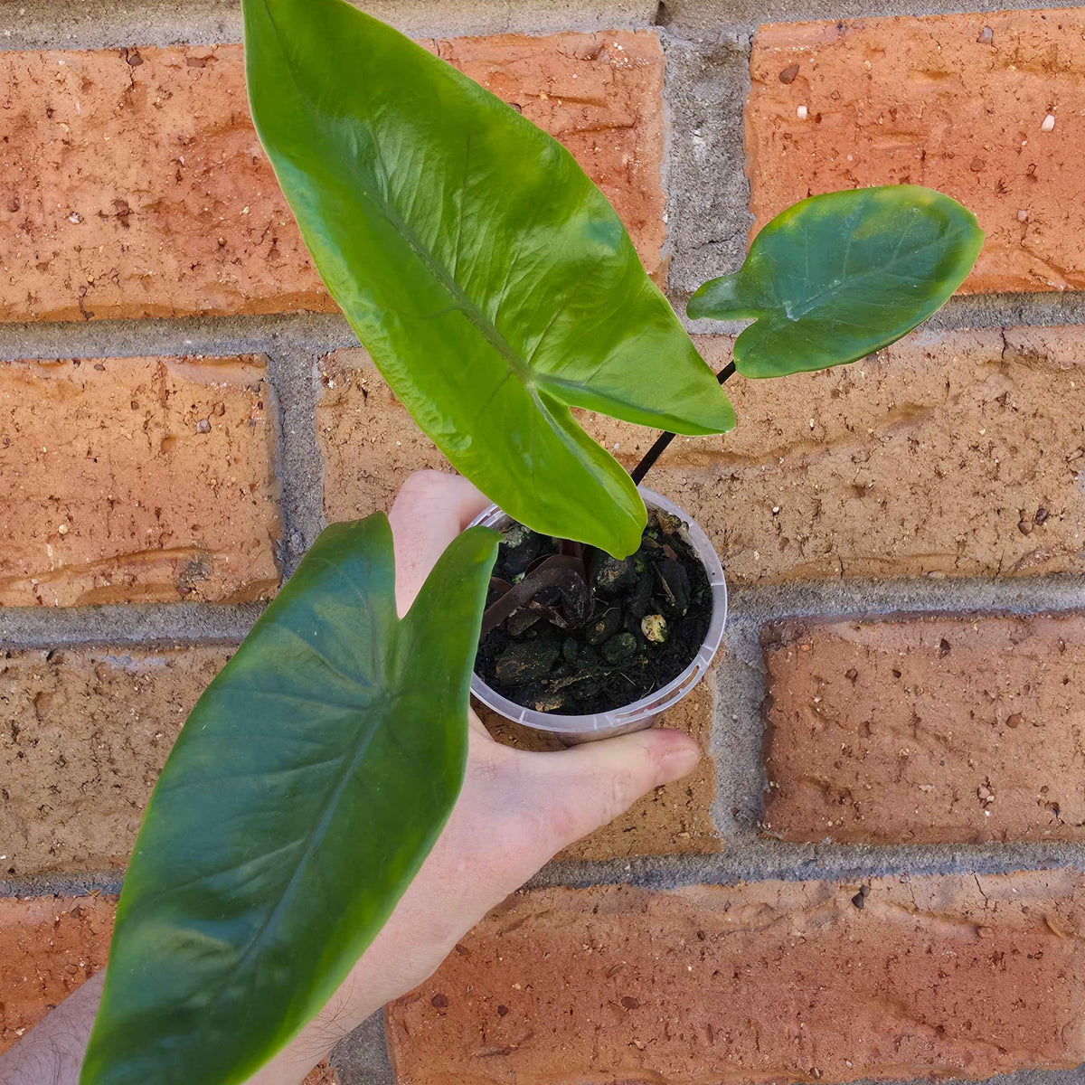 Alocasia Black Stem Variegated Reverted