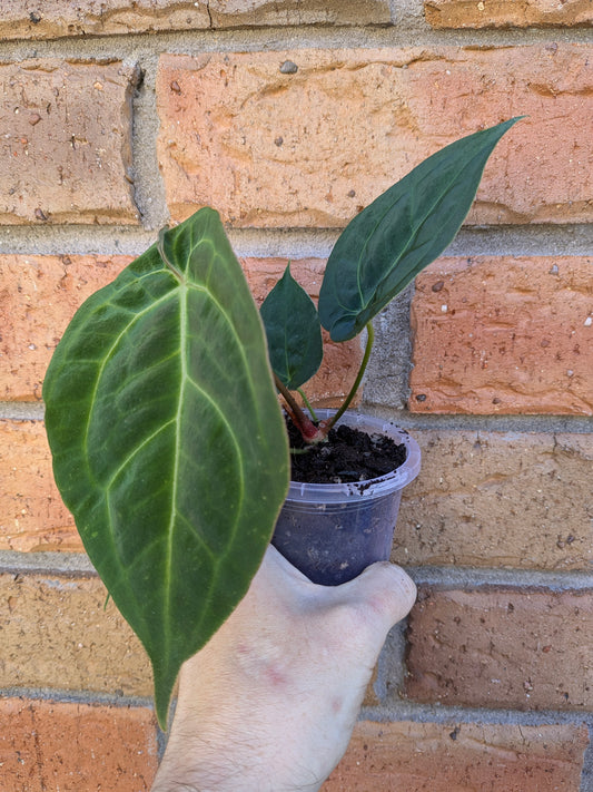 Anthurium Crystallinum Hope X Velvet