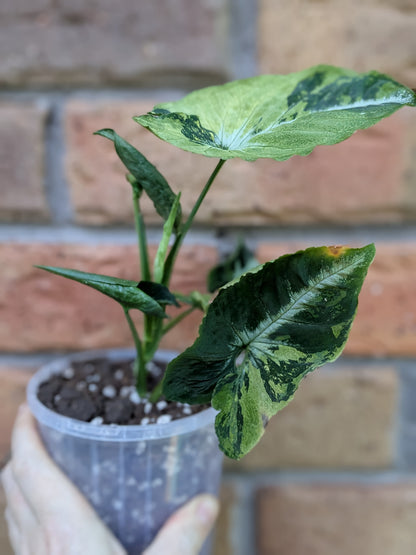 Syngonium Scrambled Eggs #ST23