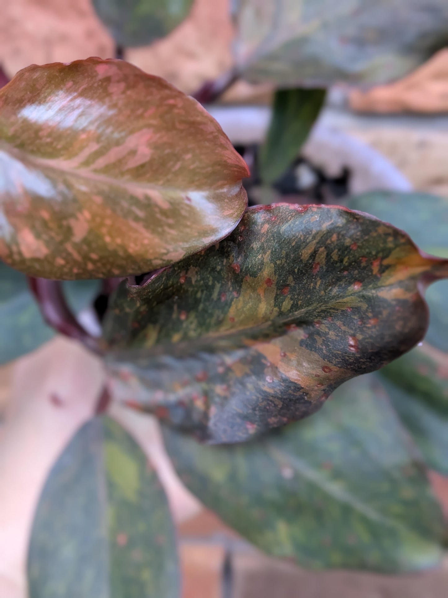 Philodendron Orange Princess #PX01