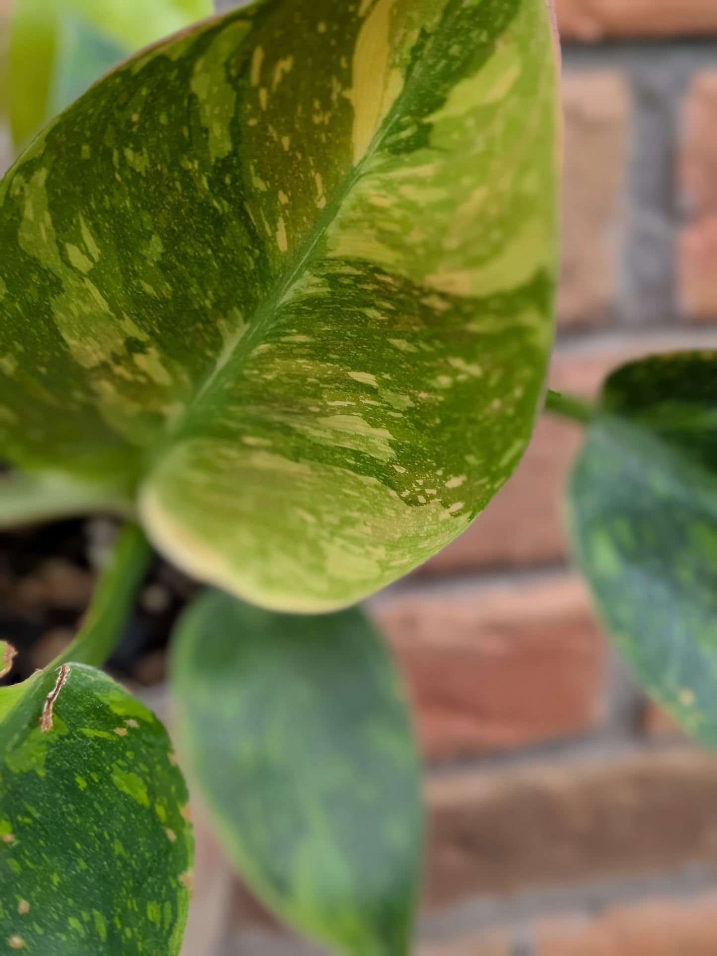 Philodendron Green Congo Variegata (Nuclear) #PY01