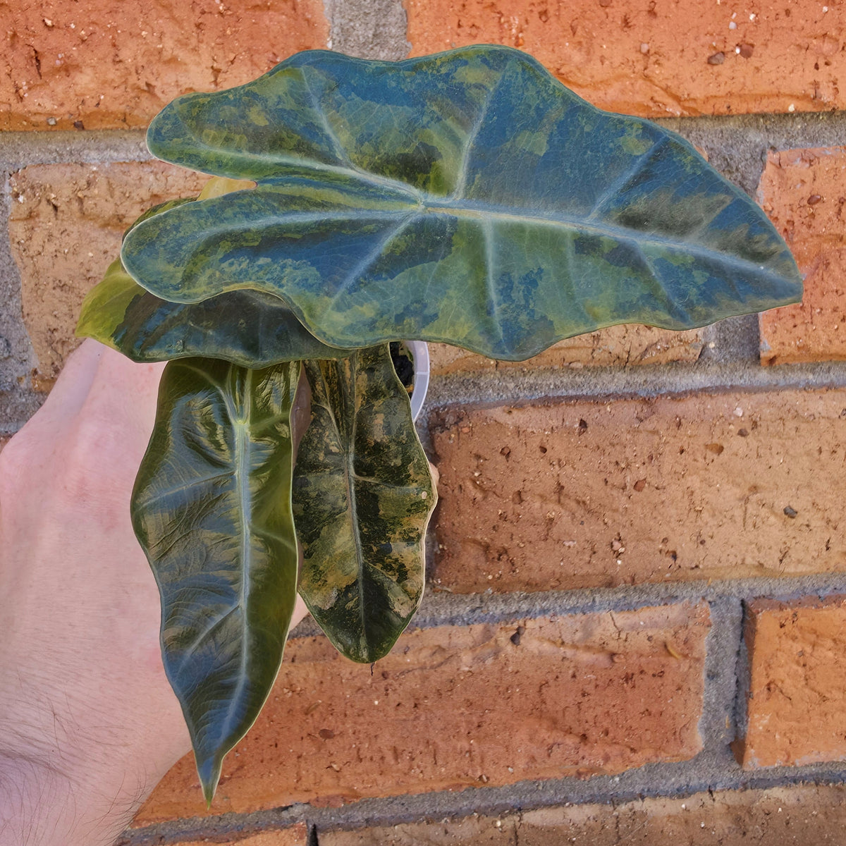 Alocasia Pseudo Sanderiana Aurea
