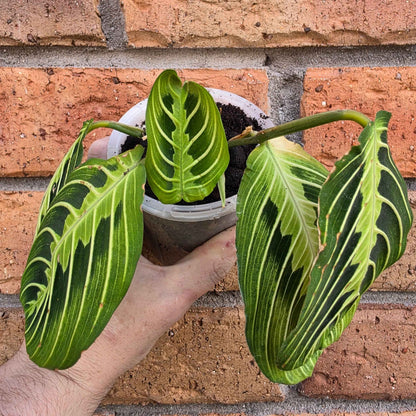 Maranta Lemon Lime