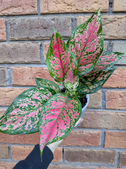 Aglaonema Anyamaree #ACA001