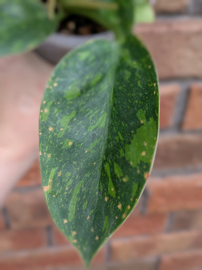 Philodendron Green Congo Variegata (Nuclear) #PY01