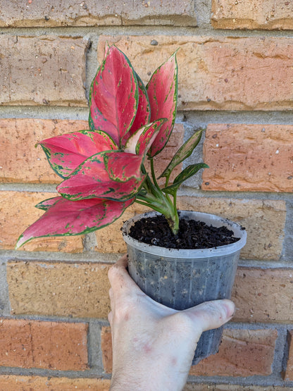 Aglaonema NOID