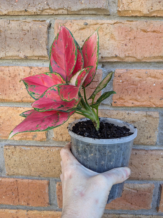 Aglaonema NOID