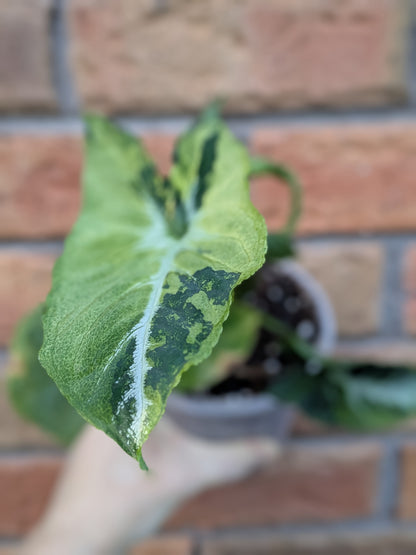 Syngonium Scrambled Eggs #ST23