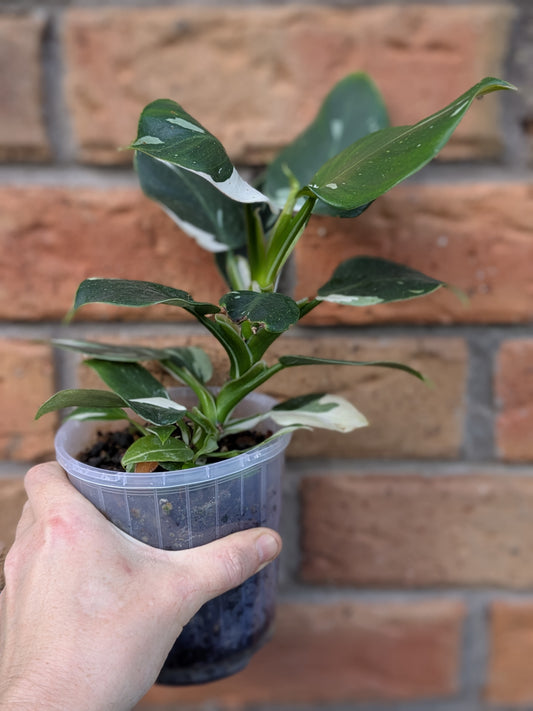Philodendron White Princess #PW01